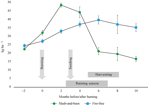 Development
of soil-reserves of mineral N (ammonium and nitrate) during a milpa cycle, comparing
slash-and-burn-farming and a fire-free management, in kg ha-1