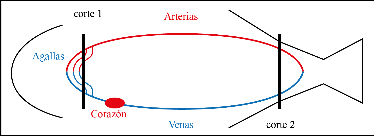 Sistema circulatorio del pez