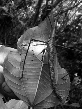 Insecto palo