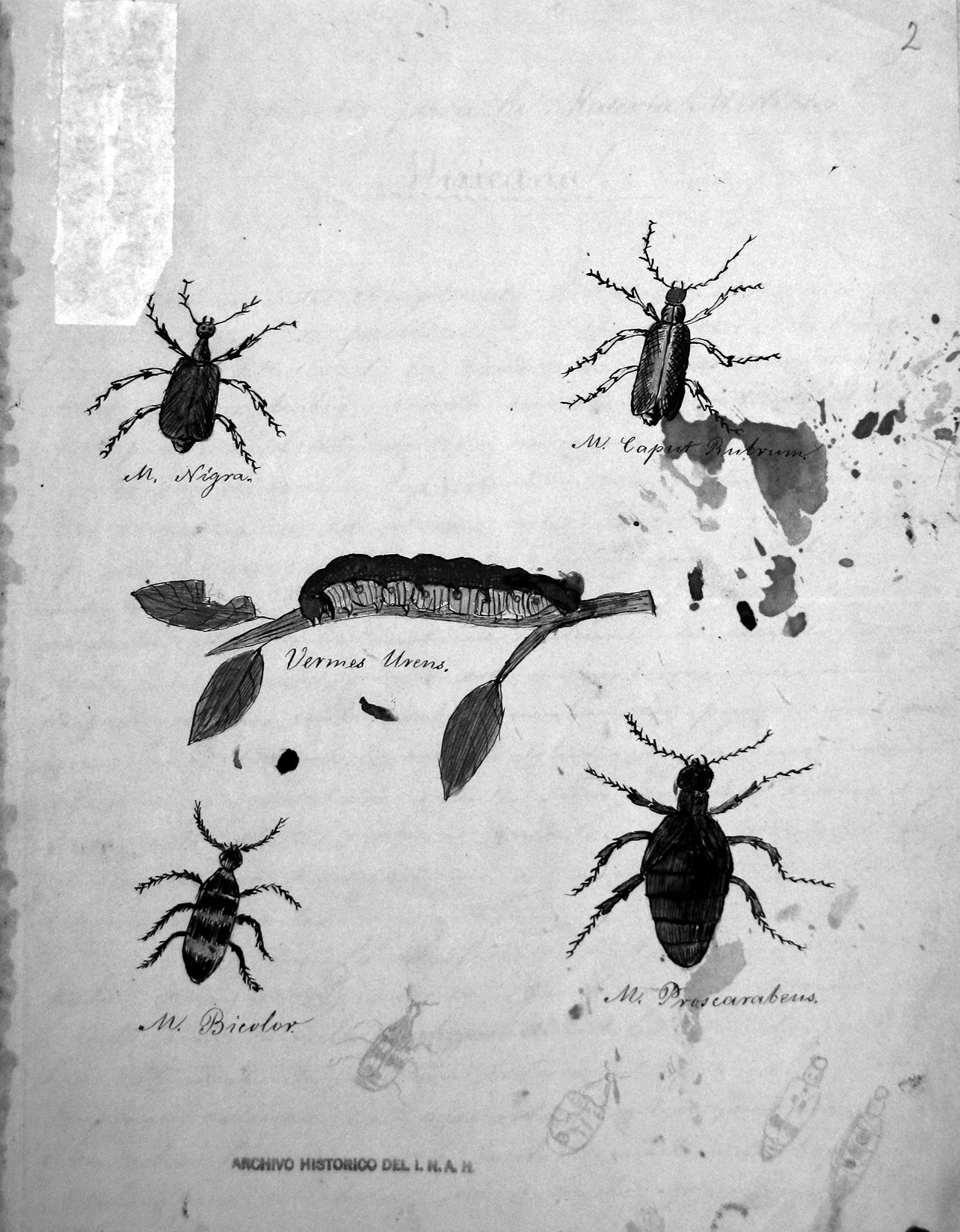 Foja 2 del documento “Cantáridas Mexicanas”