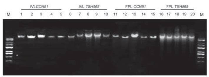 DNA quality in agarose gel (0.8%) with protocol for genomic DNA PowerPlant(r) from FPL and IVL of TSH565 and CCN51. Numbered lanes from left to right with molecular marker (M: Gene ruler 1kb DNA HyperLadder(r) Bioline) (Cat no BIO-33053) IVL CCN51 (lanes 1-5), IVL TSH565 (lanes 6-10), FPL TSH565 (lanes 11-15), FPL CCN51 (lanes 16-20).