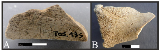 A. Fragmento de di�fisis de hueso largo de mam�fero grande con huellas de corte (FCS.TO5.135). B. Di�fisis proximal de tibia de guanaco con huellas de corte (FCS.TO5.284).