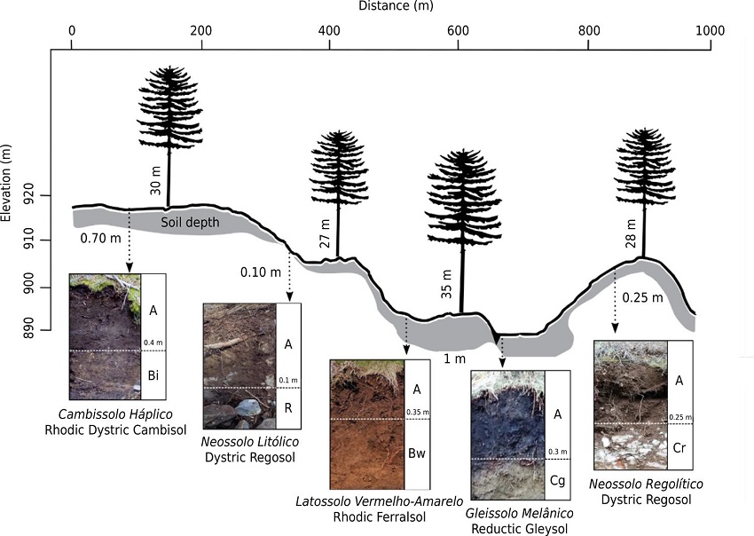 Relationship between soil class, soil depth and tree height of a Pinus taeda commercial plantation in a typical toposequence of the mountain region of Santa Catarina state.