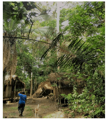rbol sumama (ceiba o palo santo)