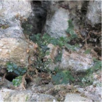 Selaginella achotalensis Shelton & Caluff sobre rocas calizas h&uacute;medas