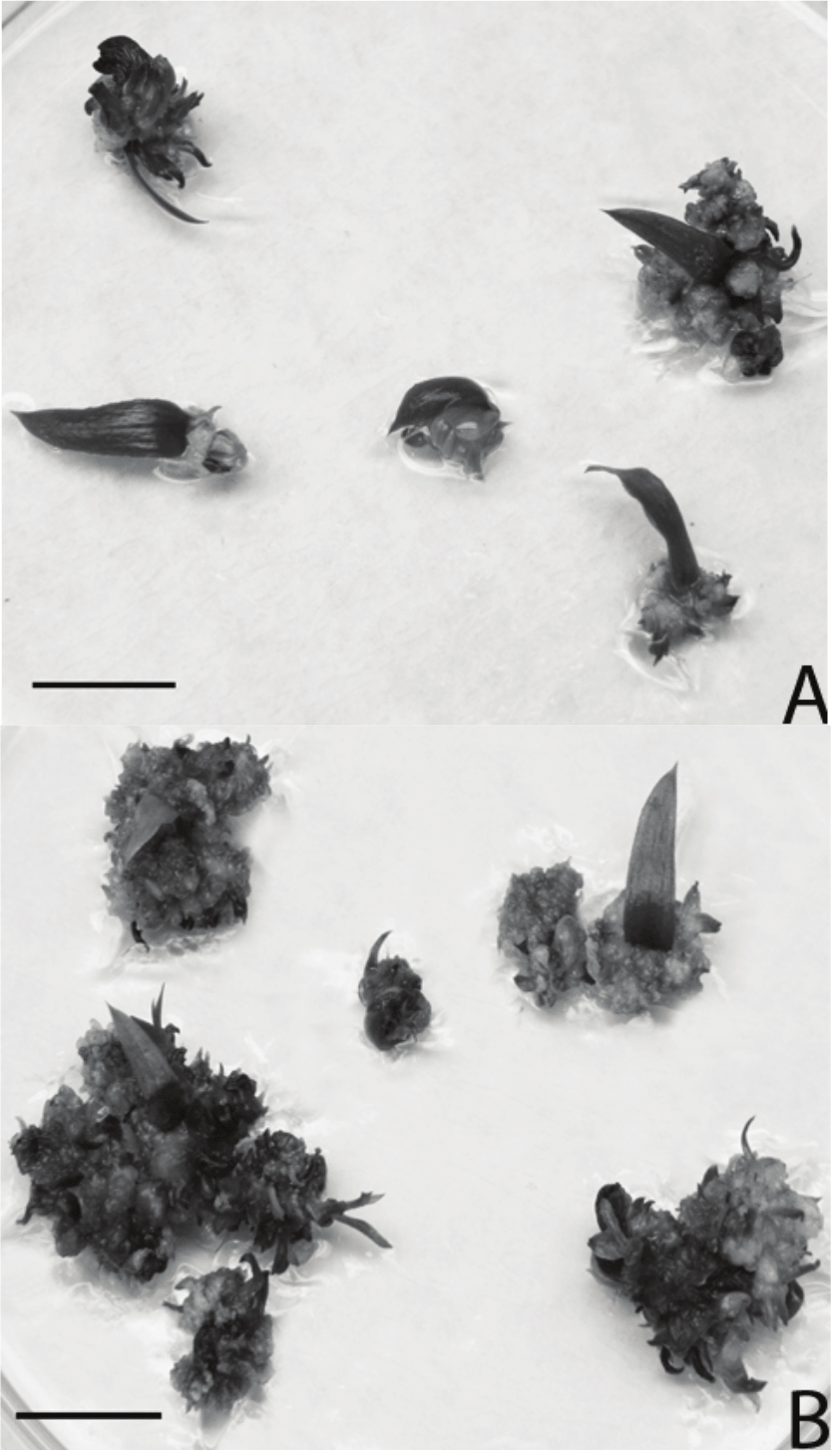 Leaf explants of Billbergia euphemiae
E. Morren inoculated in MS medium + 2 μM NAA + 6 μM BA. The
shoot formation can be seen in the leaf base. A - Explants after 30 days of
culture. B - Explants after 60 days of culture. (Bar = 1 cm).