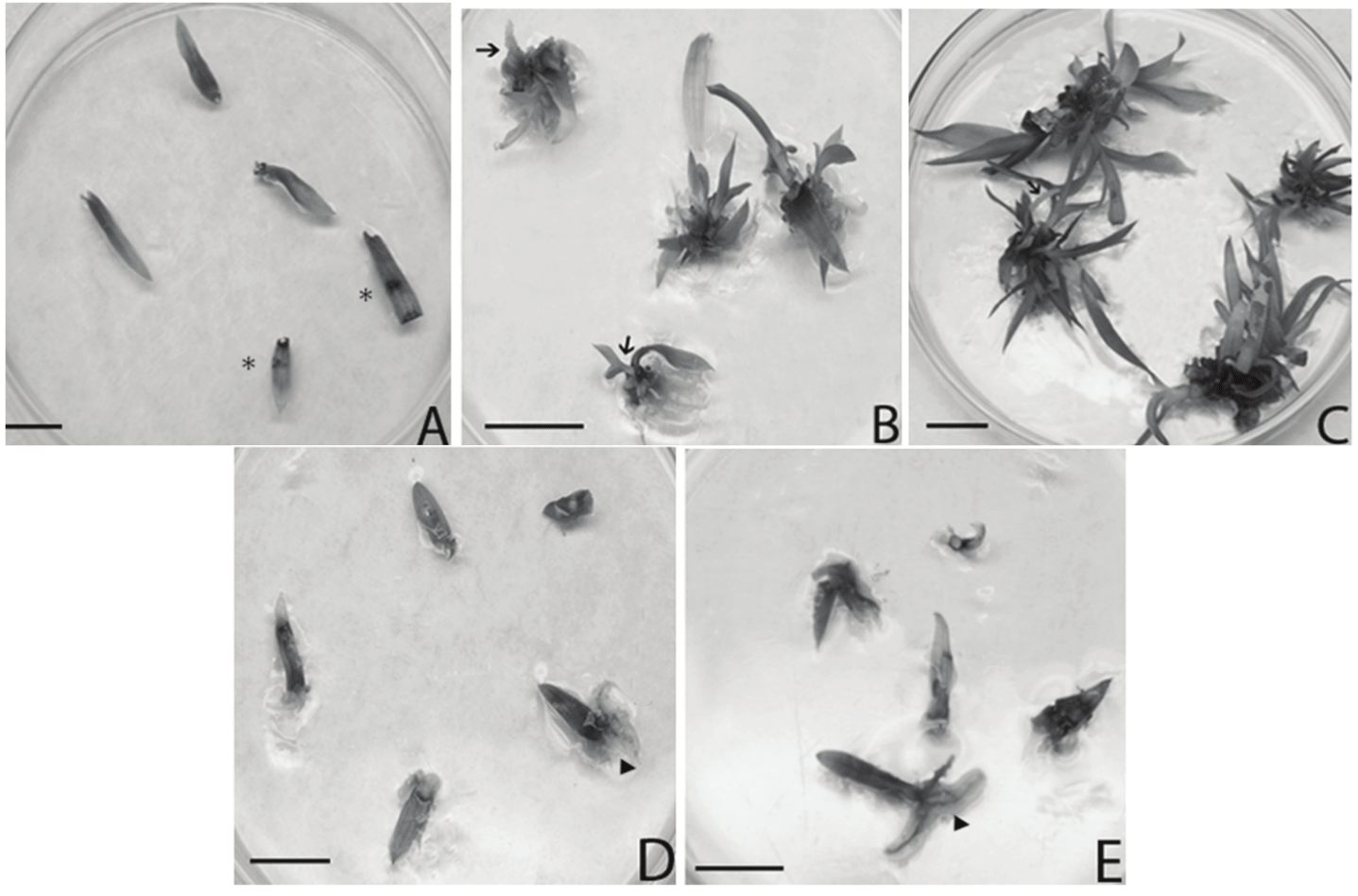 NAA effect on the induction of
shoots of Billbergia euphemiae E. Morren. A - Ageing explants (*)
in MS medium after 30 days. MS medium + 1 μM NAA after 30 days (B) and after 60 days (C). MS Medium +
2 μM NAA after 30 days (D) and
after 60 days (E). Arrows indicate shoots and arrow tips point the root.
(Bar = 1 cm).