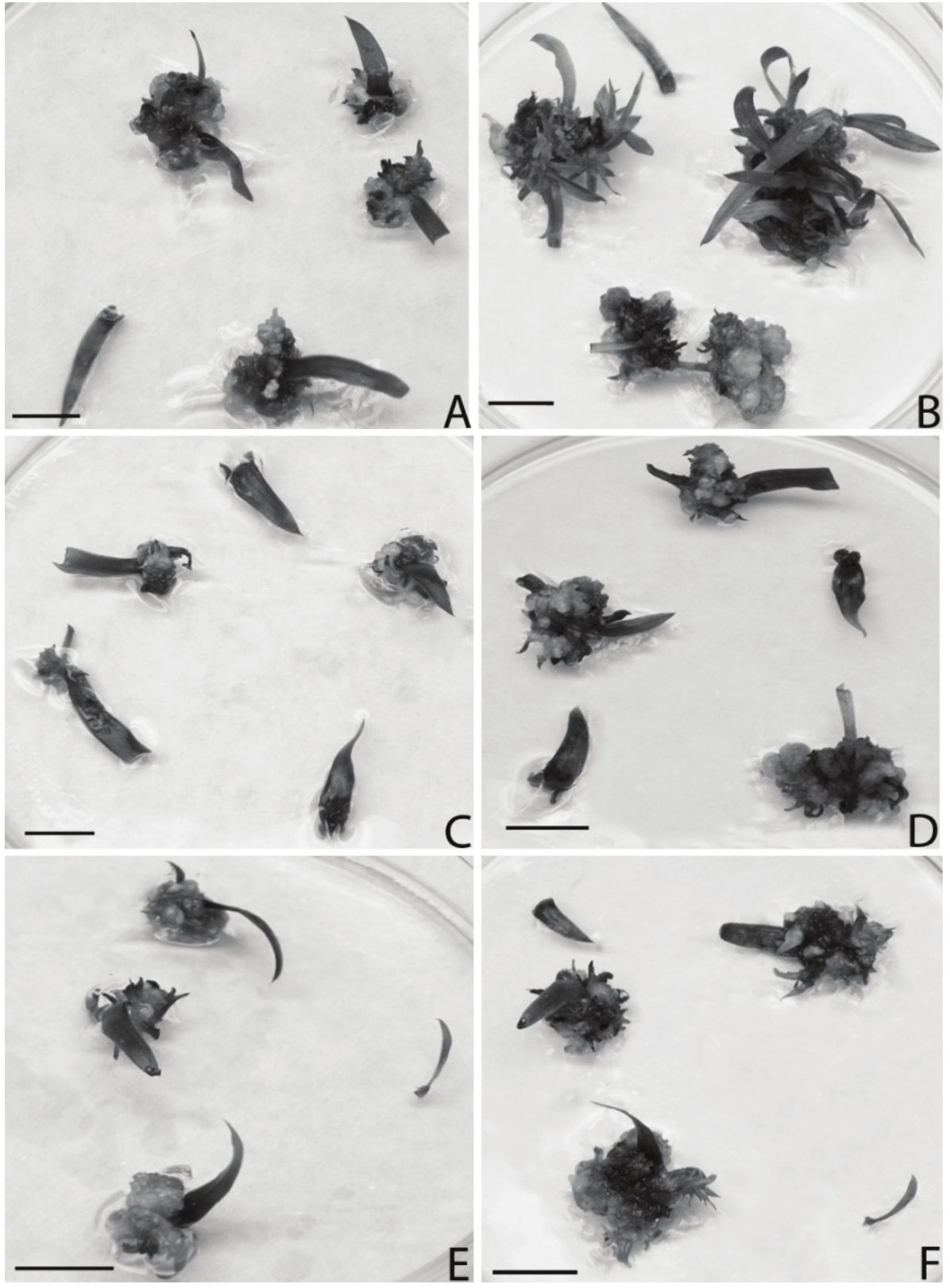  BA effect in the induction of
shoots of Billbergia euphemiae E. Morren.  Explants inoculated in MS medium + 2 μM BA after 30 days of culture (A)
and 60 days of culture (B). MS medium + 4 μM BA after 30 days (C) and 60
days (D). MS Medium + 6 μM BA after 30 days (E) and 60 days (F). (Bar = 1 cm)