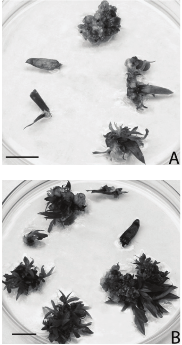 NAA and BA effect in the induction
of shoots of Billbergia euphemiae E. Morren. Explants inoculated in MS
medium + 1 μM NAA + 2 μM BA after 30 days of culture (A)
and after 60 days of culture (B) (Bar + 1 cm)