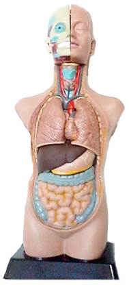 Modelo anat&oacute;mico.