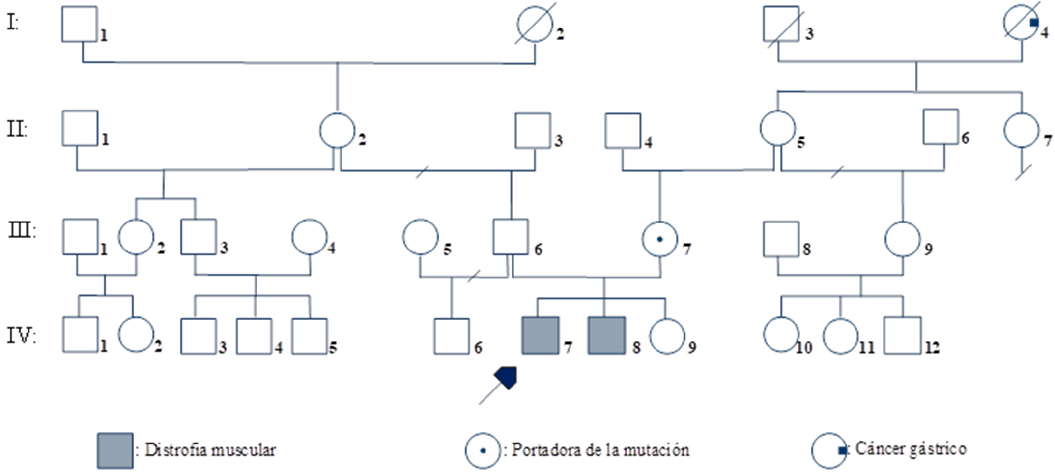 Genealogía de la familia con distrofia muscular de Duchenne