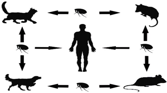 Biologic Cycle of Rickettsia typhi
