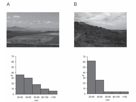 Derrubios de vertiente analizados y sus histogramas granulom&eacute;tricos. El color gris hace referencia a la litolog&iacute;a caliza. A) Punto proximal del dep&oacute;sito del monte Otero; B) Punto distal del dep&oacute;sito de los montes Obarenes