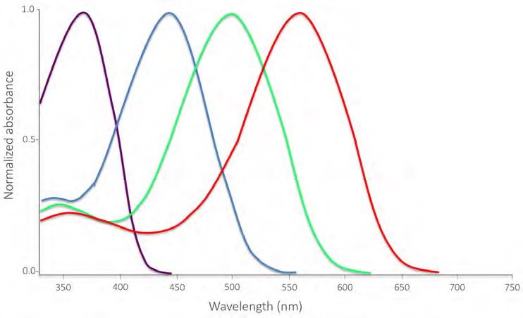 Spectral sensitivities of vertebrate visual pigments