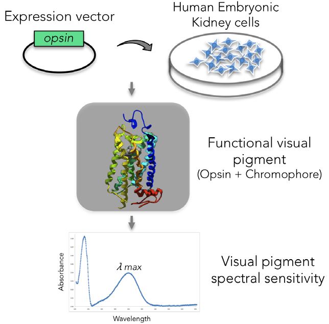 Opsin in vitro expression
and visual pigment regeneration
