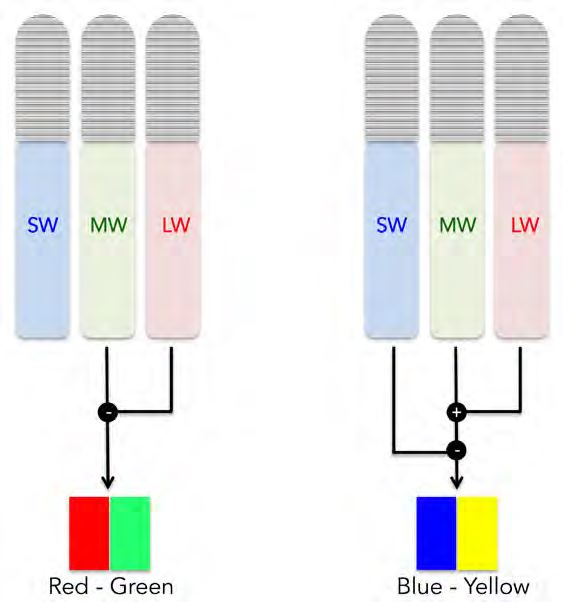 Human chromatic
opponent channels