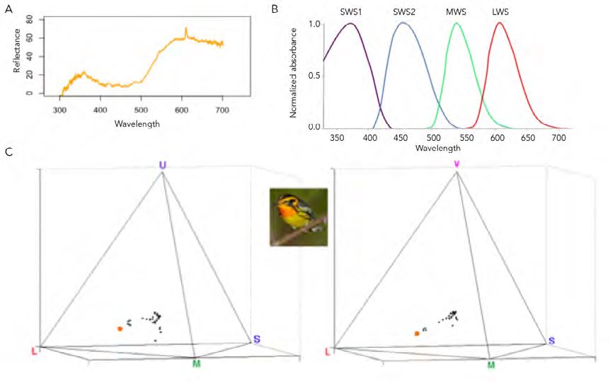 Projection of
colors into avian color space