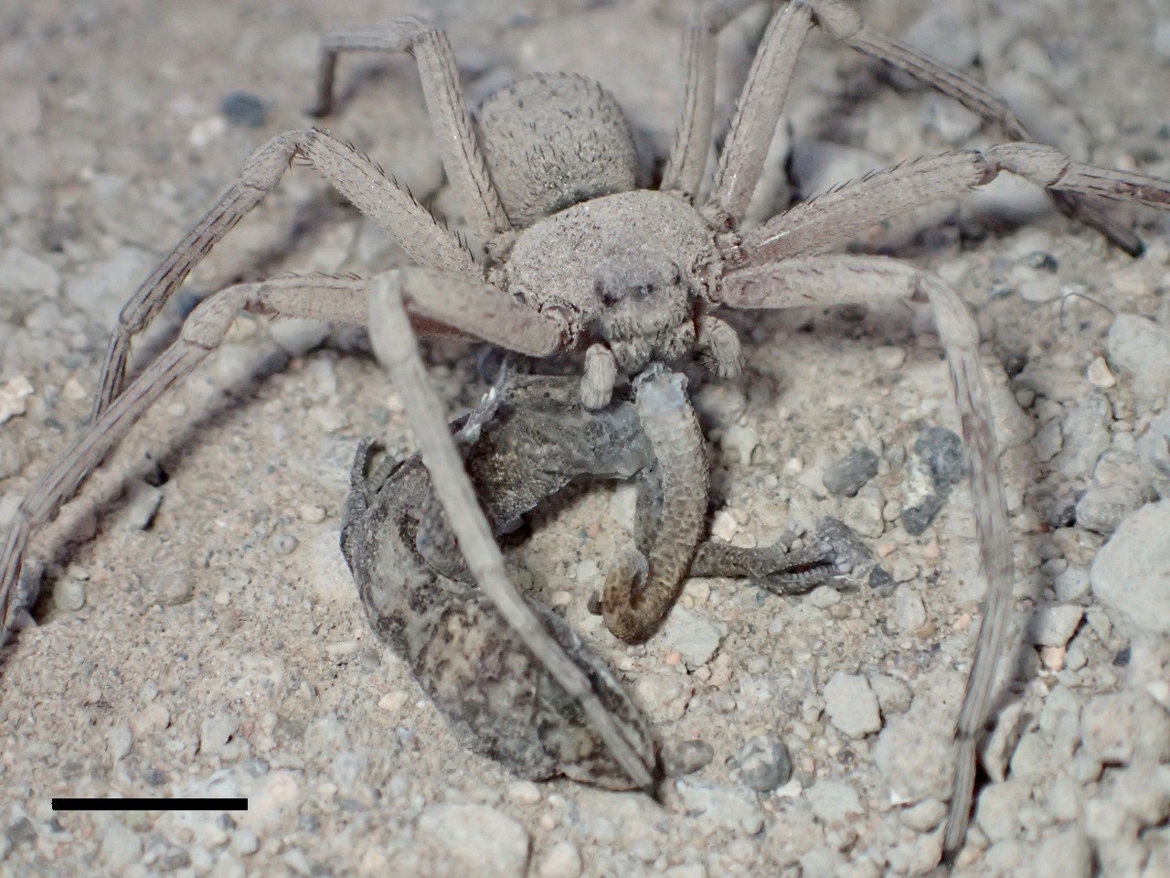 Fig. 1. Female of Sicarius thomisoides preying on Phyllodactylus gerrhopygus in Mamiña, northern Chile.