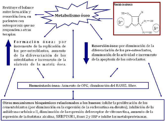 Mecanismos bioquímicos
propuestos para los efectos del ranelato de estroncio sobre el metabolismo
óseo.