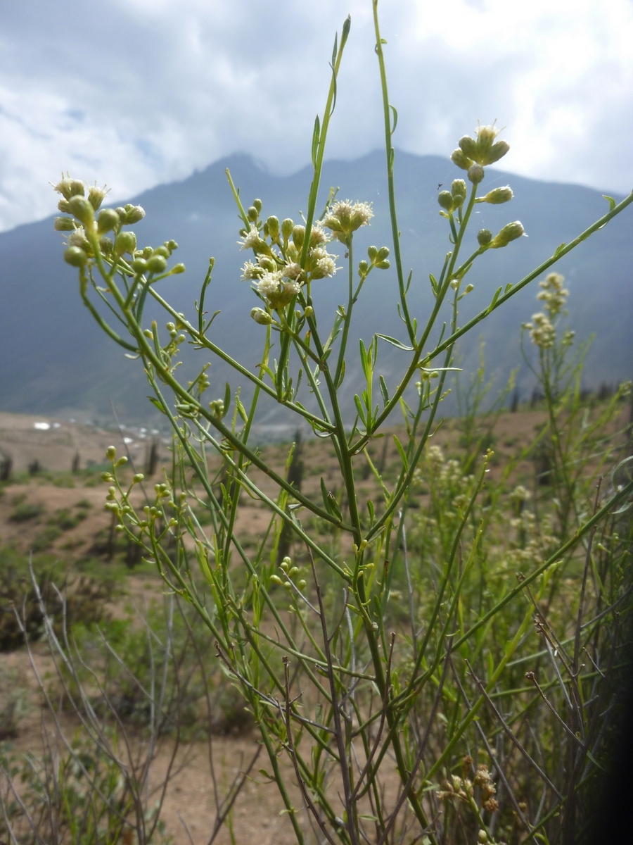LAS ASTERÁCEAS DE LA CUENCA DEL RÍO CHILLÓN (CANTA, LIMA, PERÚ)