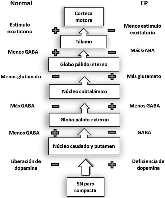 Vía indirecta. EP: enfermedad de Parkinson; SN: sustancia
nigra.
