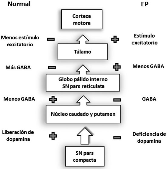 Vía directa. EP: enfermedad de Parkinson; SN:
sustancia nigra.