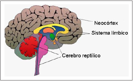 Las tres partes evolutivas del cerebro humano
