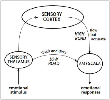 Via baja y via alta de las señales relacionadas con emociones
como el miedo.
