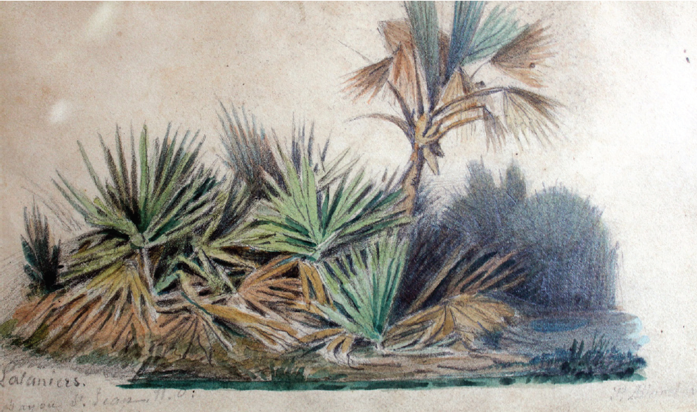 Petros Pharamond Blanchard, Vegetación probablemente en el estado de Veracruz, 1838, acuarela. 