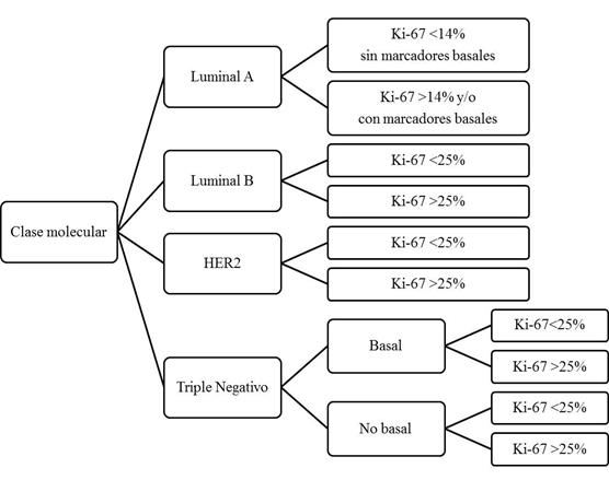 Modelo de subclasificaci&oacute;n de las clases moleculares de c&aacute;ncer de mama, basado en los resultados de este trabajo.
