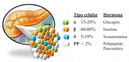 Páncreas endocrino. Modificado de: Olvera-Granados, y col4. Páncreas y células beta: mecanismos de diferenciación, morfogénesis y especificación celular endocrina.