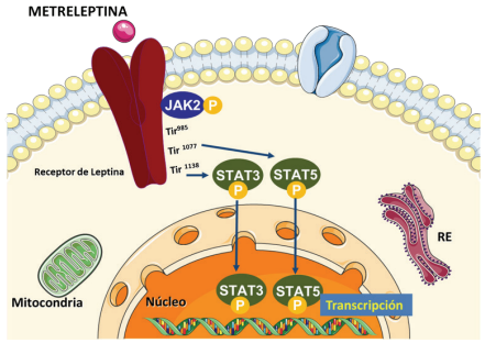 Mecanismo de acci&oacute;n de metreleptina. La metreleptina se une al receptor de leptina, cuya activaci&oacute;n conlleva a la formaci&oacute;n del complejo JAK2. Este complejo una vez activo, se autofosforila y fosforila a los residuos de tirosina (Tir 985, Tir 1077 y Tir 1138) en el receptor de leptina. Posteriormente, los transductores de se&ntilde;al y activadores de transcripci&oacute;n STAT3 y STAT5 se unen a Tir 1138 y Tir 1077 y son subsecuentemente fosforilados para ser activados y luego translocarse al n&uacute;cleo, donde activan la transcripci&oacute;n de genes inducidos por leptina/metreleptina.