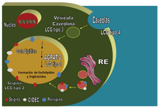 Formaci&oacute;n de la gota lip&iacute;dica y mutaciones responsables de lipodistrofia cong&eacute;nita generalizada (LCG). Las gotas lip&iacute;dicas son organelas intracelulares que almacenan triglic&eacute;ridos y fosfol&iacute;pidos. Se forman en el ret&iacute;culo endopl&aacute;smico (RE) como una serie de ves&iacute;culas de gemaci&oacute;n que se fusionan y forman una gran gota lip&iacute;dica. Diversas prote&iacute;nas como el activador de muerte celular (CIDEC), la seipina y la perilipina se encuentran en la membrana de la gota lip&iacute;dica. El CIDEC y la seipina se encargan de promover la fusi&oacute;n de las ves&iacute;culas para formar la gota lip&iacute;dica, mientras que la perilipina es esencial para la lip&oacute;lisis mediada por la lipasa sensible a hormona. Las caveolas se localizan en la superficie celular y su endocitosis forma las ves&iacute;culas de caveolina que se encargan de translocar &aacute;cidos grasos a la gota lip&iacute;dica. La LCG tipo 1 ocurre por la mutaci&oacute;n del gen AGPAT2, cuya enzima hom&oacute;nima es esencial para la s&iacute;ntesis de fosfol&iacute;pidos y triglic&eacute;ridos. La LCG tipo 2 se asocia a mutaci&oacute;n del gen BSCL2 que codifica la seipina. La LCG tipo 3 es causada por la mutaci&oacute;n de CAV1 que codifica a la caveolina 1. La LCG tipo 4 se asocia a la mutaci&oacute;n del gen PTRF implicado en la biog&eacute;nesis de las caveolas.