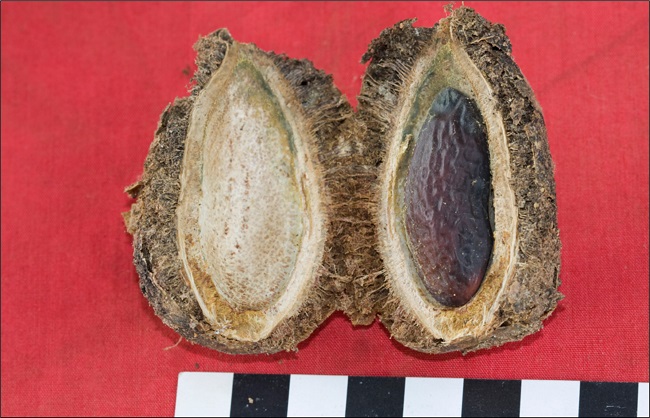 Fruto y semilla de la sarrapia.