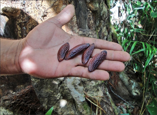 Semillas de sarrapia. Territorio mapoyo. Edo. Bol&iacute;var.