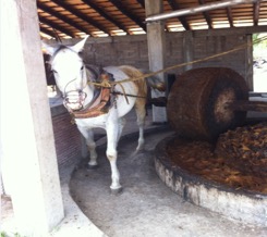 Caballo realizando el proceso de molienda