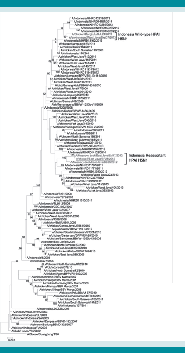 Árbol filogenético de AH5N1 en Indonesia desde 1996 hasta el 2015.