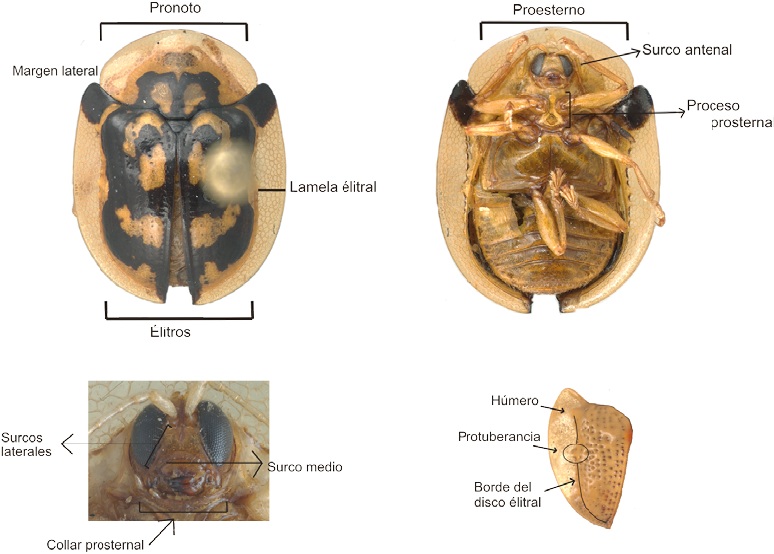 Estructuras morfol&oacute;gicas en Cassidini s. l.