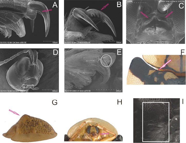 Estructuras morfol&oacute;gicas utilizadas en la clave taxon&oacute;mica: A) peines presentes en la cara externa de las u&ntilde;as, B) peines presentes en la cara interna de las u&ntilde;as, C) surco frontocl&iacute;peal profundo, D) cl&iacute;peo plano, E) u&ntilde;a con un diente basal, F) margen basal de los &eacute;litros crenado, G) &eacute;litros con una elevaci&oacute;n por detr&aacute;s del escutelo, H) collar prosternal cubriendo parcialmente las partes bucales, I) l&iacute;neas estridulatorias en la parte posterior de la cabeza.