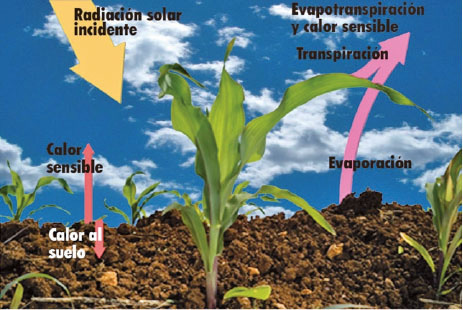Partición de los componentes del balance de energía de un campo de maíz en estados tempranos del desarrollo del dosel, con una gran proporción de la superficie del suelo expuesta. Se muestran el flujo incidente de radiación, y la importancia relativa de los flujos del calor sensible (la temperatura), el calor latente (la evapotranspiración) y el flujo de calor hacia el suelo, que se alejan de la superficie. 2015.