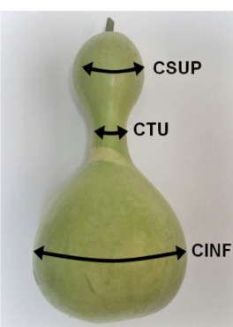 Caracteres de circunferencia superior (CSUP), de cintura (CTU) e inferior (CINF) evaluados en fruto de L. siceraria. Campo Experimental del Instituto de Ciencias Agr&iacute;colas, Universidad Aut&oacute;noma de Baja California, M&eacute;xico. 2014.