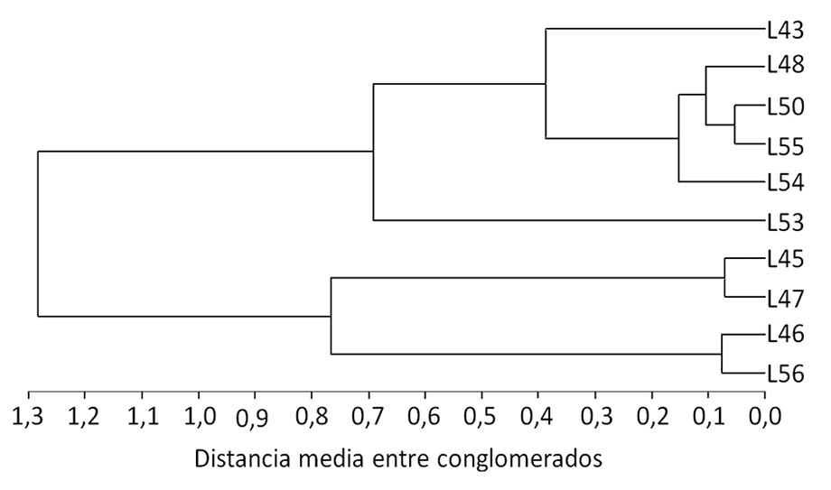 Fenograma de diez colectas mexicanas de L. siceraria, obtenido por la t&eacute;cnica de ligamiento promedio (UPGMA). Campo Experimental del Instituto de Ciencias Agr&iacute;colas, Universidad Aut&oacute;noma de Baja California, M&eacute;xico. 2014.