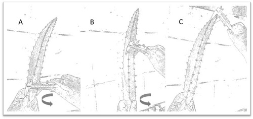 Cuantificaci&oacute;n ascendente del grosor del tallo de pitahaya en tres distintas aristas; A) grosor basal &ldquo;arista 1&rdquo;; B) rotaci&oacute;n y grosor medio &ldquo;arista 2&rdquo;; C) rotaci&oacute;n y grosor apical &ldquo;arista 3&rdquo;, en una zona estacionalmente seca. Costa Rica. 2017. 
