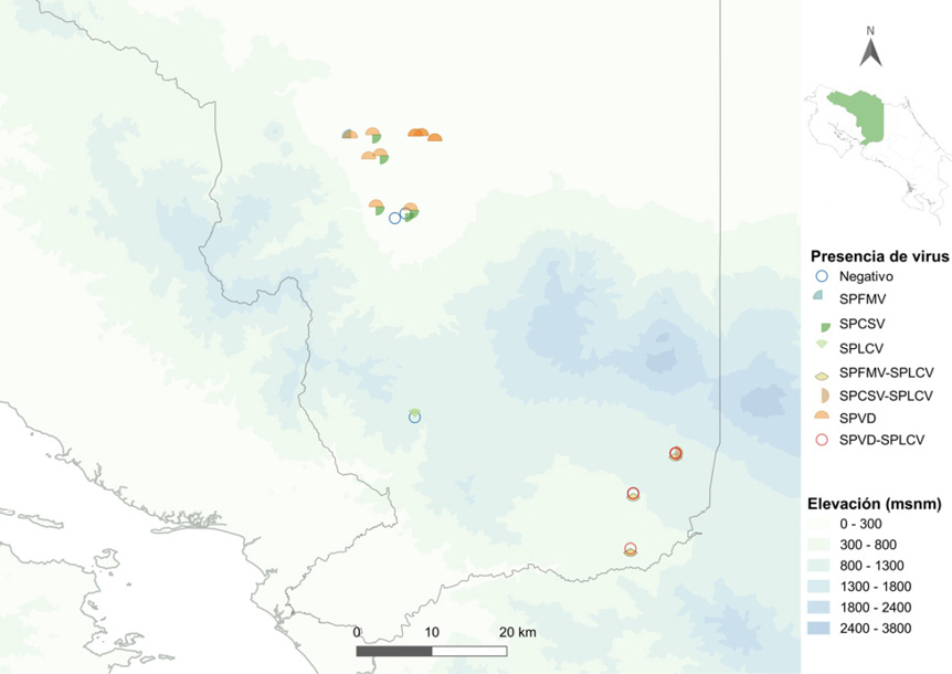 Virosis en sistemas productivos de camote (Ipomoea batatas L.), en Alajuela, Costa Rica. Mayo, 2019.