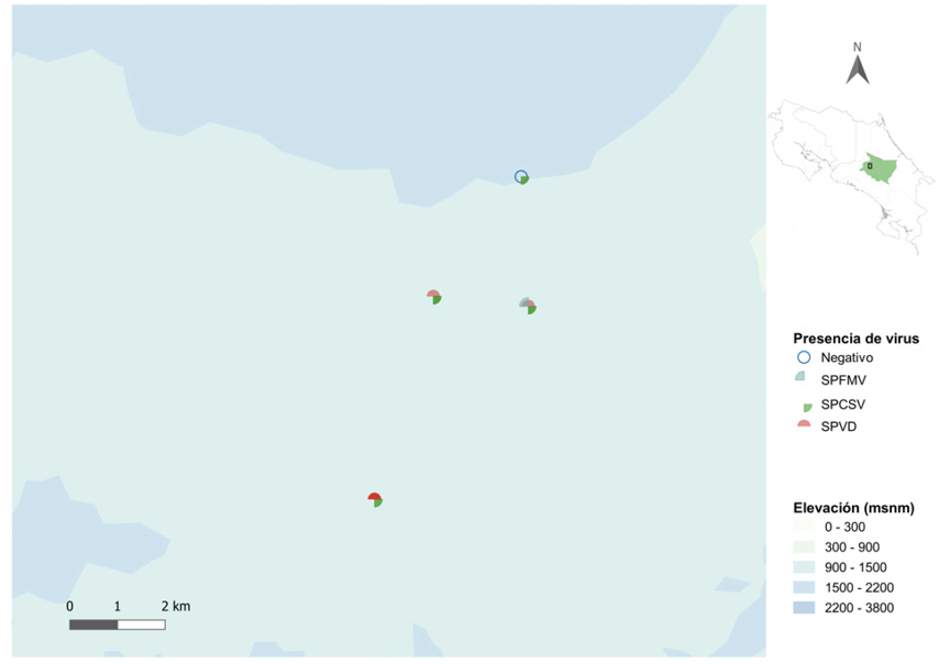 Virosis en sistemas productivos de camote (Ipomoea batatas L.), en Cartago, Costa Rica. Mayo, 2019.