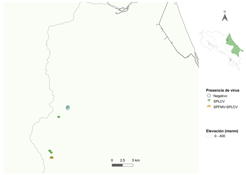 Virosis en plantaciones de camote (Ipomoea batatas L.), en Lim&oacute;n, Costa Rica. Mayo, 2019.