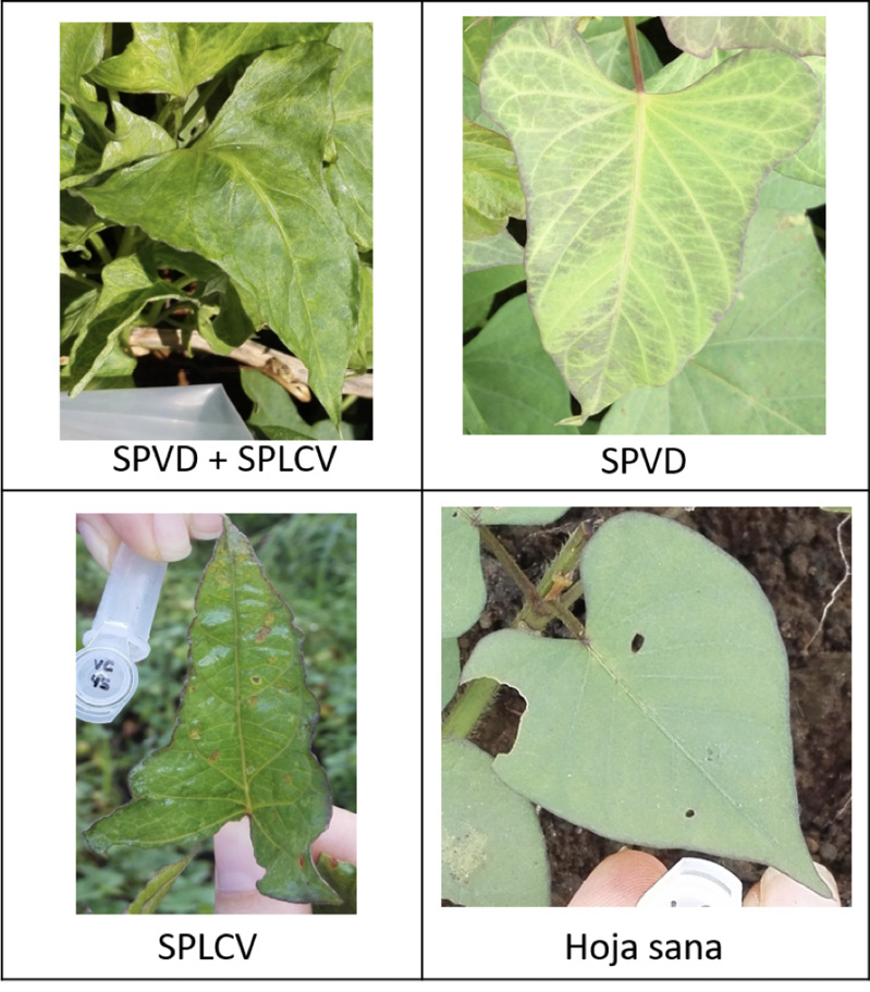 S&iacute;ntomas observados en plantas de camote (Ipomoea batatas L.) afectadas por virosis. Costa Rica. Mayo, 2019.