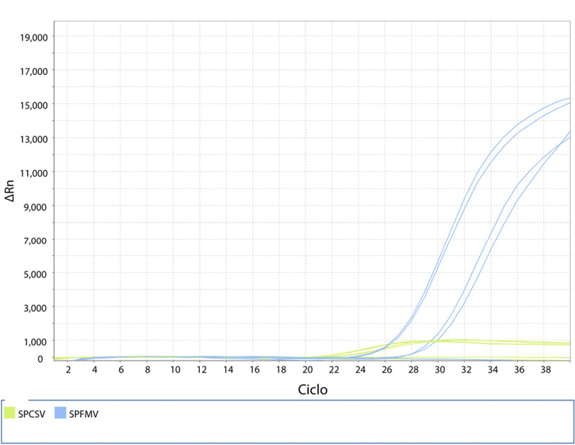 Curvas de amplificaci&oacute;n de SPCSV y SPFMV a partir del ADNc en muestras de camote (Ipomoea batatas L.). Costa Rica, mayo 2019.