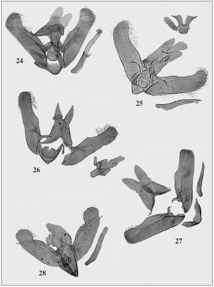 Male genitalia. 24. Elachista sp. pr. olschwangi Kaila, 2003. 25. Elachista laurii Bidzilya & Budashkin, sp. n. 26. Elachista nolckeni Sˇ ulcs, 1992. 27. Elachista littoricola Le Marchand, 1938. 28. Biselachista contaminatella (Zeller, 1847).
