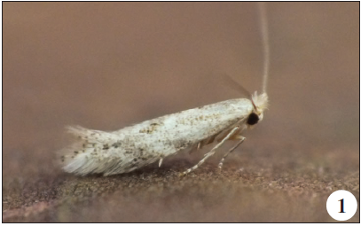 1. Bucculatrix diffusella Menhofer, 1943, Mindelo (J. Nunes).